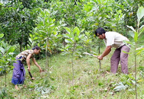Hỗ trợ đến 10 triệu đống/ha cây giống khi trồng cây lấy gỗ